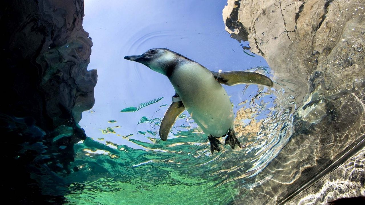 Обои пингвин, плавать, вода, камни картинки на рабочий стол, фото скачать  бесплатно