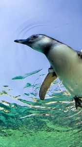 Превью обои пингвин, плавать, вода, камни