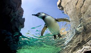 Превью обои пингвин, плавать, вода, камни