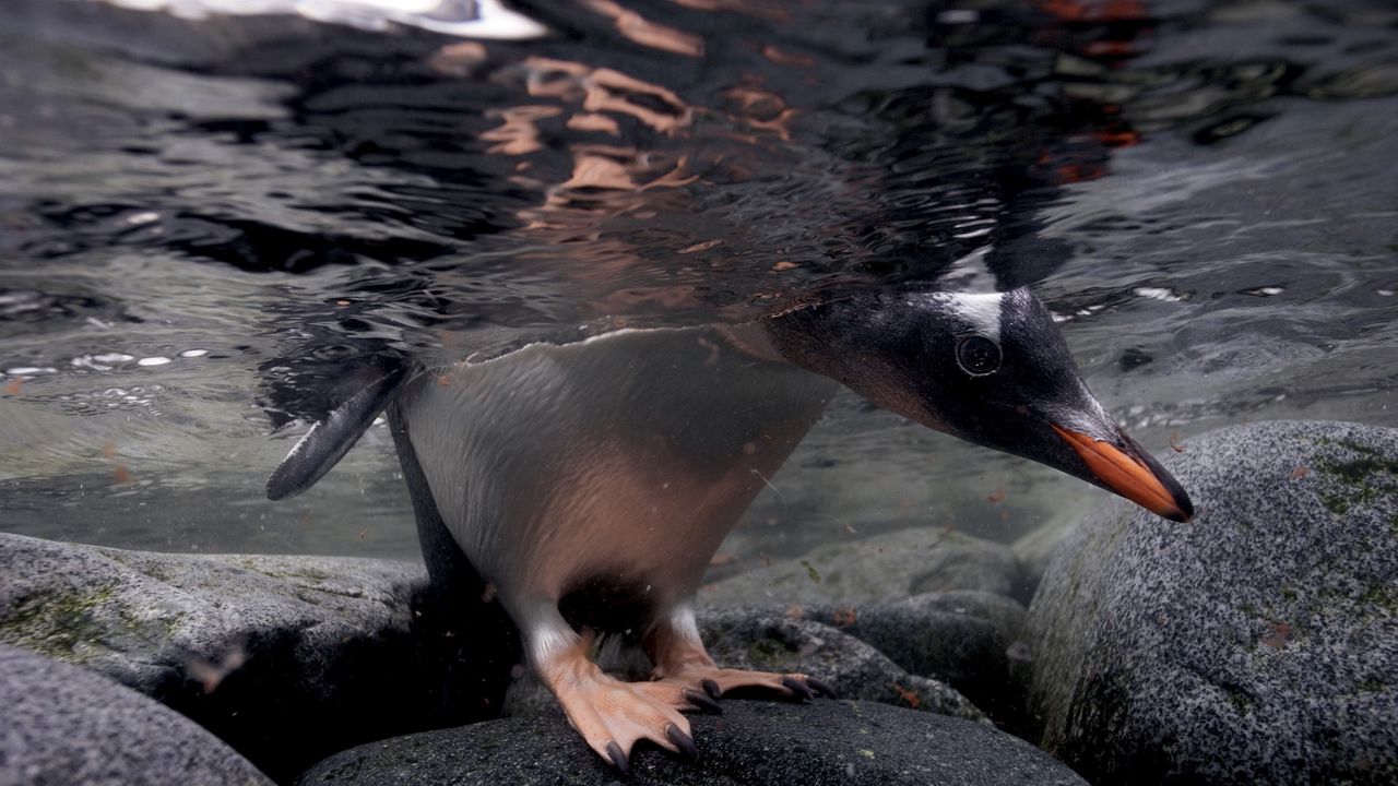 Обои пингвин, под водой, камни, прогулка, охота, плавать