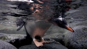 Превью обои пингвин, под водой, камни, прогулка, охота, плавать