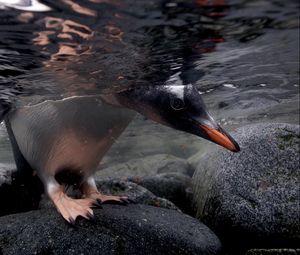 Превью обои пингвин, под водой, камни, прогулка, охота, плавать