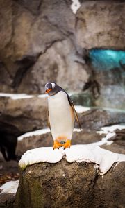 Превью обои пингвин, птица, камень, дикая природа