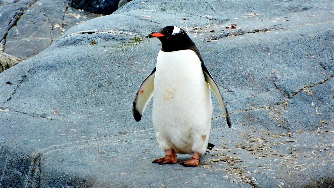 Обои пингвин, птица, камни