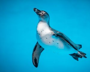 Превью обои пингвин, птица, плавать, вода, подводный мир