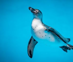 Превью обои пингвин, птица, плавать, вода, подводный мир
