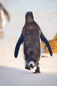 Превью обои пингвин, птица, прогулка, окрас