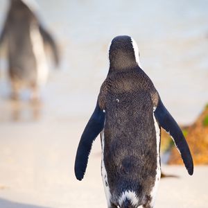 Превью обои пингвин, птица, прогулка, окрас