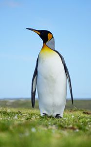 Превью обои пингвин, птица, трава, дикая природа