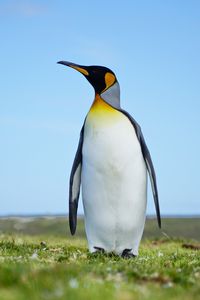 Превью обои пингвин, птица, трава, дикая природа