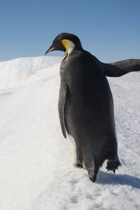 Превью обои пингвин, снег, прогулка, антарктида