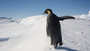 Превью обои пингвин, снег, прогулка, антарктида