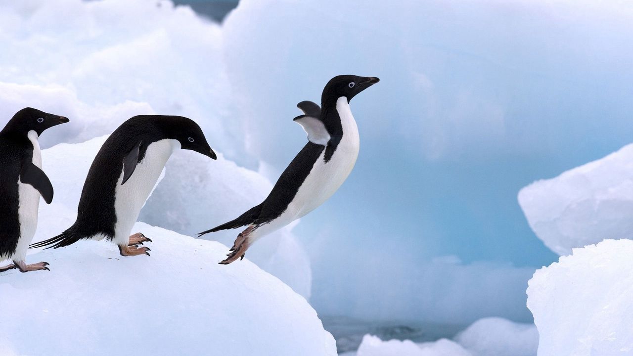 Обои пингвин, снег, прыжок, крылья, лапы