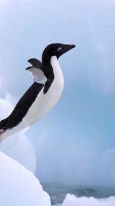Превью обои пингвин, снег, прыжок, крылья, лапы