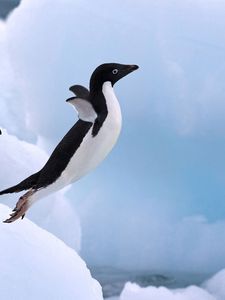 Превью обои пингвин, снег, прыжок, крылья, лапы