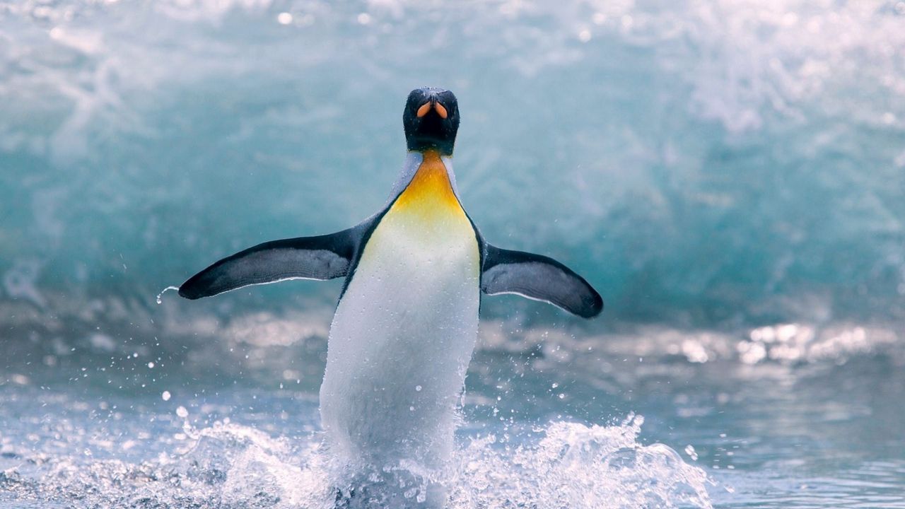 Обои пингвин, вода, птица, всплеск