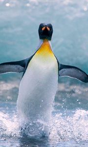 Превью обои пингвин, вода, птица, всплеск