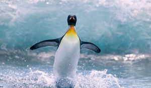 Превью обои пингвин, вода, птица, всплеск