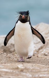 Превью обои пингвин, животное, забавный