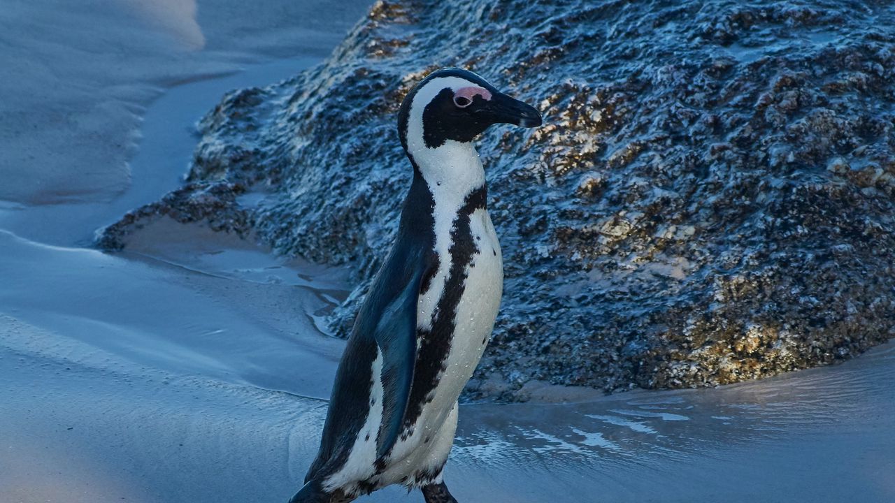 Обои пингвин, животное, забавный, лед, снег, заснеженный