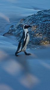 Превью обои пингвин, животное, забавный, лед, снег, заснеженный