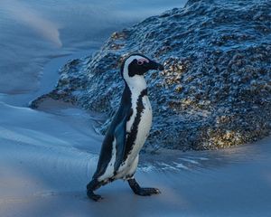 Превью обои пингвин, животное, забавный, лед, снег, заснеженный