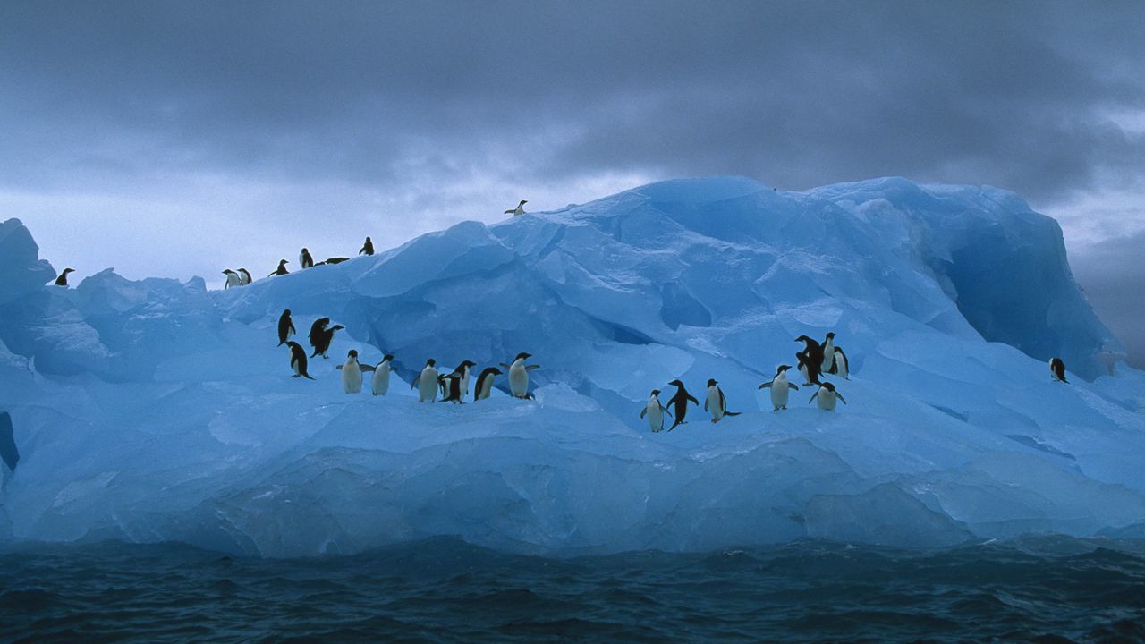 Обои пингвины, айсберг, океан