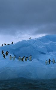 Превью обои пингвины, айсберг, океан