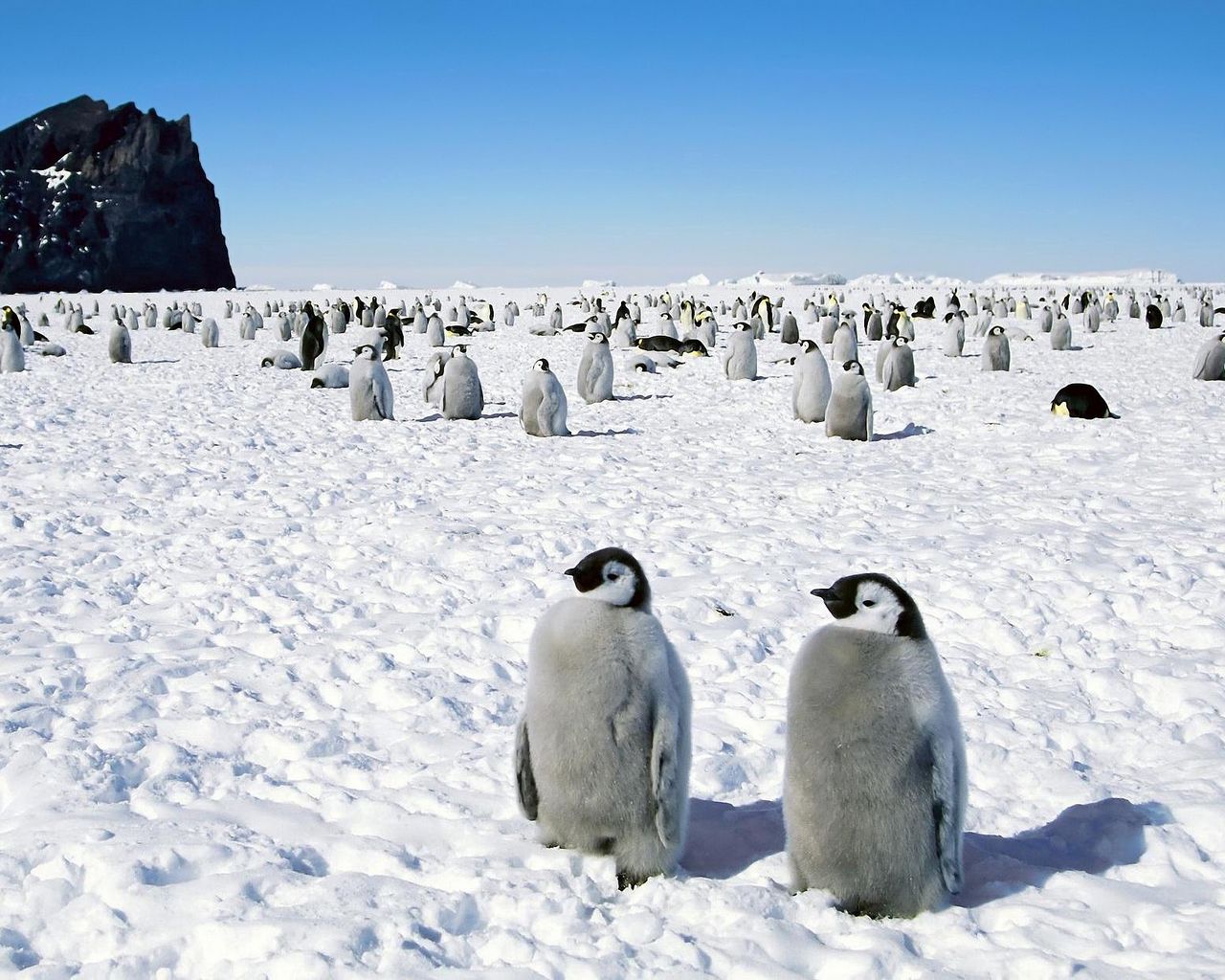 Южный полюс Антарктида. Пингвины в Антарктиде. Северный полюс Арктика. Природа Арктики. Первый мореплаватели увидевшие пингвинов в антарктиде