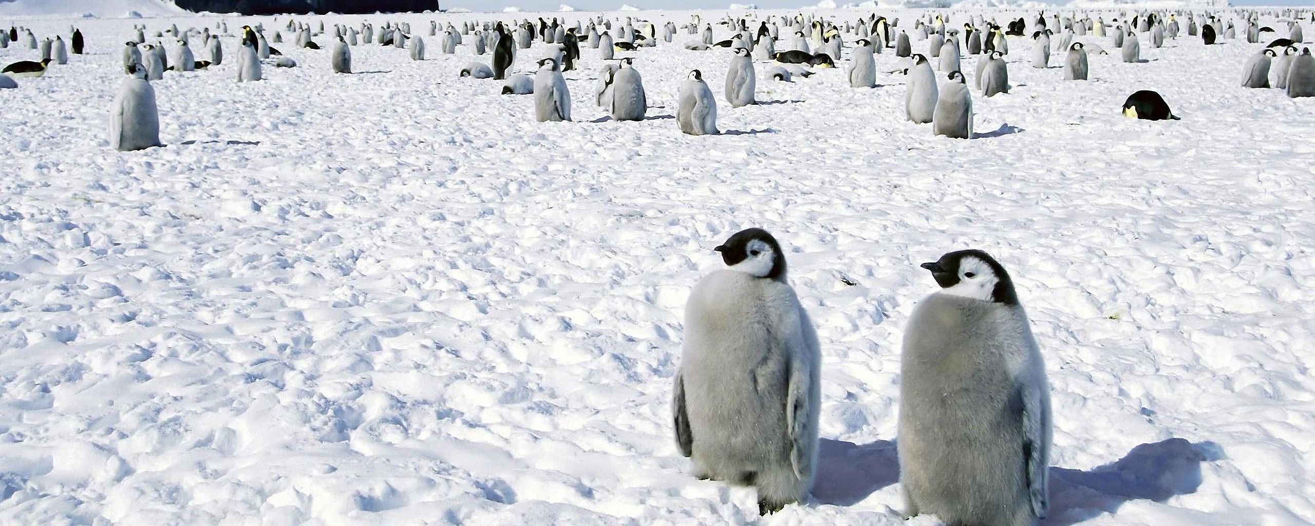 Пингвины в Антарктиде. Счастливый Пингвин. Враги пингвинов в Антарктиде. Кондиционер Пингвин. Включи песню пингвины