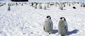 Превью обои пингвины, антарктида, птицы, прогулка