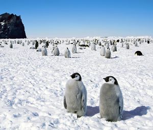 Превью обои пингвины, антарктида, птицы, прогулка