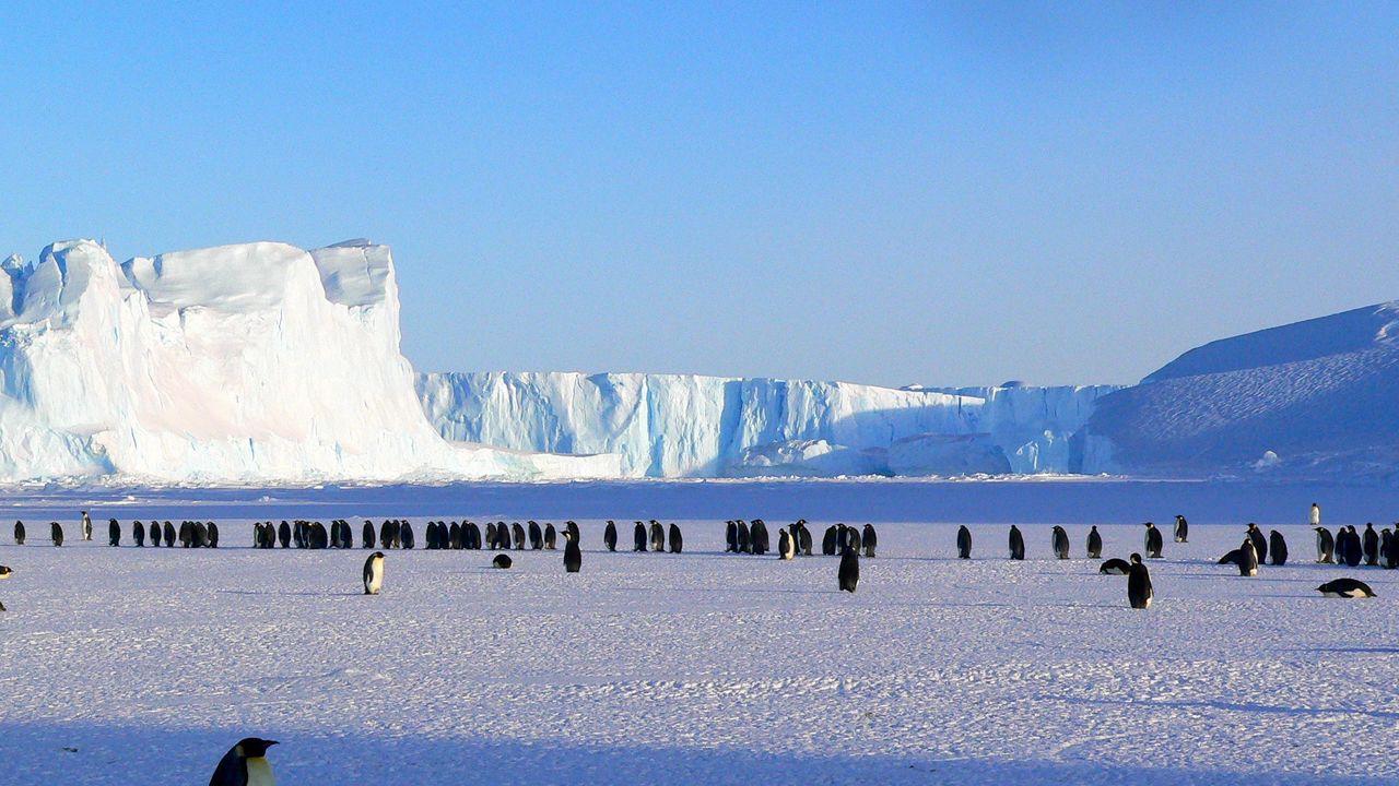 Обои пингвины, антарктида, снег, льдины