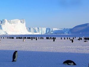 Превью обои пингвины, антарктида, снег, льдины