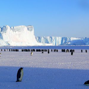 Превью обои пингвины, антарктида, снег, льдины