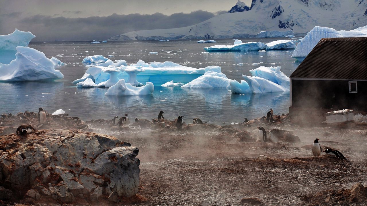 Обои пингвины, атмосфера, ледники, вода, дом, туман