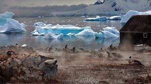 Превью обои пингвины, атмосфера, ледники, вода, дом, туман