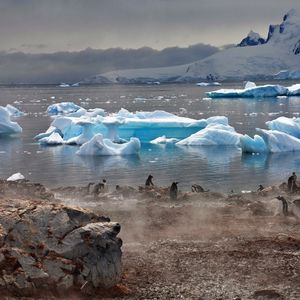 Превью обои пингвины, атмосфера, ледники, вода, дом, туман