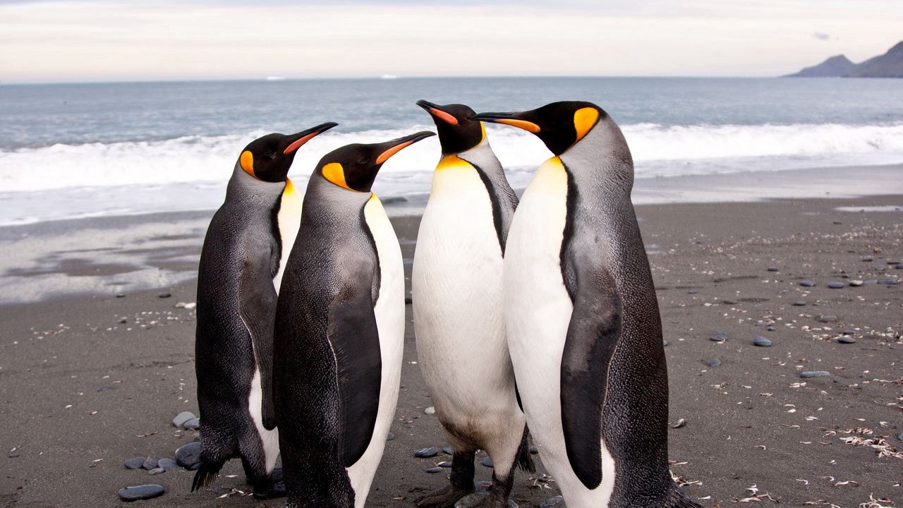 Обои пингвины, берег, много, стая, семья