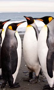 Превью обои пингвины, берег, много, стая, семья