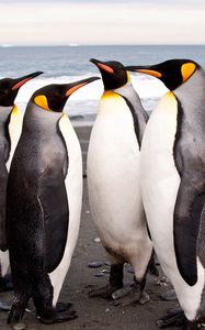 Превью обои пингвины, берег, много, стая, семья