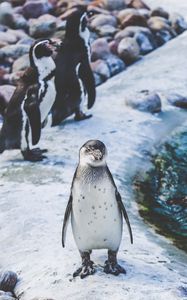 Превью обои пингвины, берег, птицы