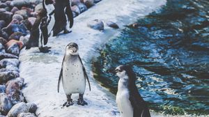 Превью обои пингвины, берег, птицы