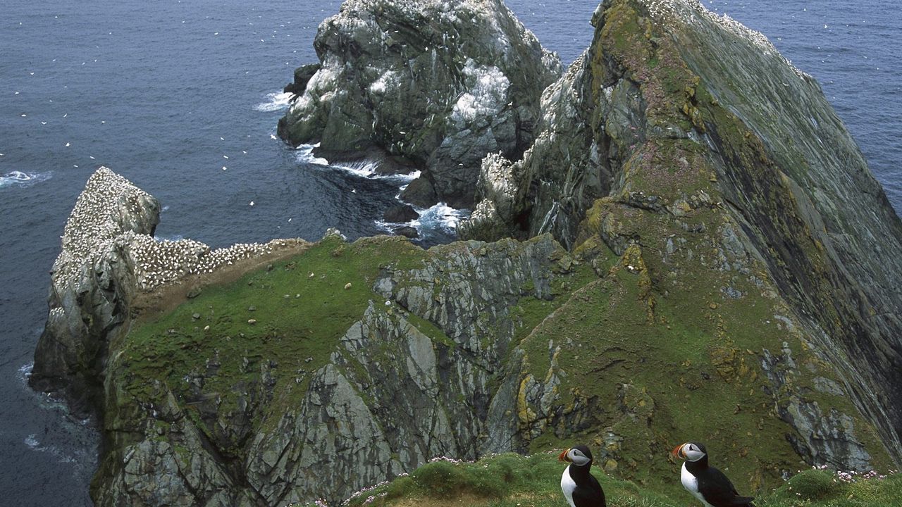 Обои пингвины, берег, скалы, океан, чайки
