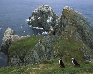 Превью обои пингвины, берег, скалы, океан, чайки