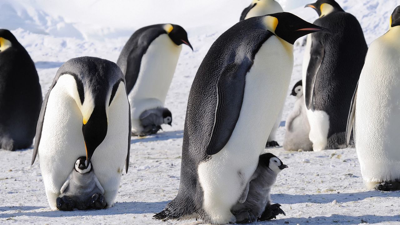 Обои пингвины, императорские, арктика, стая