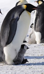Превью обои пингвины, императорские, арктика, стая