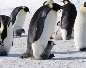 Превью обои пингвины, императорские, арктика, стая