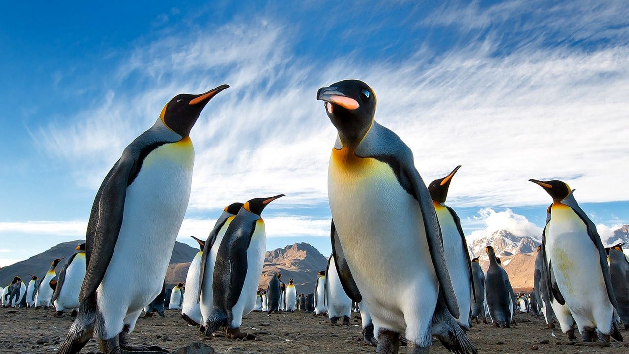 Обои пингвины, королевские, колония, антарктида, южная георгия, земля, горы, небо