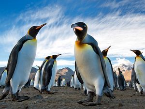 Превью обои пингвины, королевские, колония, антарктида, южная георгия, земля, горы, небо